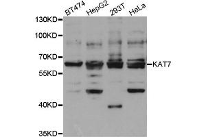 Western blot analysis of extracts of various cell lines, using KAT7 antibody (ABIN5973437) at 1/1000 dilution. (MYST2 抗体)