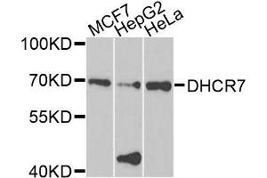 Western blot analysis of extracts of various cells, using DHCR7 antibody. (DHCR7 抗体)