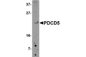 Western Blotting (WB) image for anti-Programmed Cell Death 5 (PDCD5) (N-Term) antibody (ABIN1031507) (PDCD5 抗体  (N-Term))