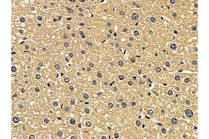 Cathepsin D Mouse Monoclonal Antibody at 1/100 staining mouse liver tissue by IHC-P.