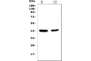 Western blot analysis of PON1 using anti-PON1 antibody (ABIN5692912).