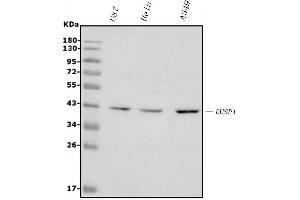 Western blot analysis of MKP-1/DUSP1 using anti-MKP-1/DUSP1 antibody (ABIN7603184).