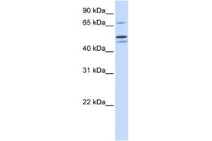 EARS2 antibody used at 1 ug/ml to detect target protein. (EARS2 抗体)