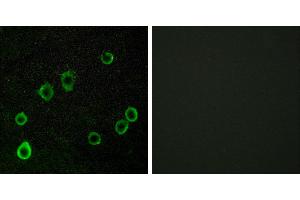 Peptide - +Immunofluorescence analysis of LOVO cells, using ADORA2A antibody. (Adenosine A2a Receptor 抗体  (Internal Region))