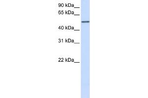 Western Blotting (WB) image for anti-Cytochrome P450, Family 3, Subfamily A, Polypeptide 4 (CYP3A4) (Middle Region) antibody (ABIN2783885)