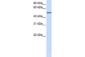 WB Suggested Anti-CYP3A43 Antibody Titration:  0. (CYP3A4 抗体  (Middle Region))