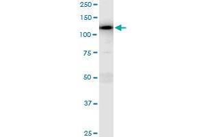 Immunoprecipitation of MAP3K13 transfected lysate using anti-MAP3K13 MaxPab rabbit polyclonal antibody and Protein A Magnetic Bead , and immunoblotted with MAP3K13 purified MaxPab mouse polyclonal antibody (B01P) . (MAP3K13 抗体  (AA 1-966))