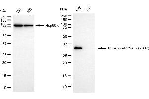 Western blotting analysis using phospho-PP2A alpha (Y307) antibody (ABIN7800021).