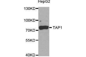 Western Blotting (WB) image for anti-Transporter 1, ATP-Binding Cassette, Sub-Family B (MDR/TAP) (TAP1) antibody (ABIN1882340) (TAP1 抗体)