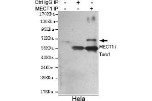 Immunoprecipitation analysis of Hela cell lysate using MECT1 / Torc1 mouse mAb. (CRTC1 抗体)