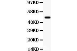 Anti- SGK1 Picoband antibody, Western blotting All lanes: Anti SGK1  at 0. (SGK1 抗体  (N-Term))