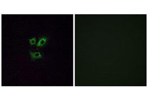 Immunofluorescence (IF) image for anti-Olfactory Receptor, Family 2, Subfamily Y, Member 1 (OR2Y1) (Internal Region) antibody (ABIN1853226) (OR2Y1 抗体  (Internal Region))
