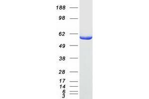 Validation with Western Blot (OXCT1 Protein (Myc-DYKDDDDK Tag))
