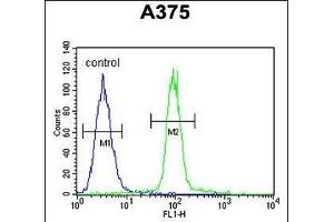 ACF Antibody (C-term) (ABIN654627 and ABIN2844324) flow cytometric analysis of  cells (right histogram) compared to a negative control cell (left histogram). (A1CF 抗体  (C-Term))