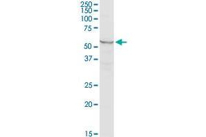 MARS2 MaxPab rabbit polyclonal antibody. (MARS2 抗体  (AA 1-593))