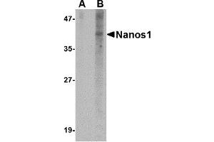 Western Blotting (WB) image for anti-Nanos Homolog 1 (NANOS1) (N-Term) antibody (ABIN1031474) (Nanos Homolog 1 抗体  (N-Term))
