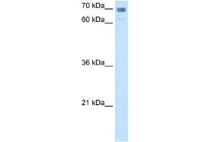 Calmegin antibody used at 2. (Calmegin 抗体  (N-Term))