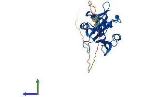 Protein Structure (PS) image for N(alpha)-Acetyltransferase 11, NatA Catalytic Subunit (NAA11) (AA 1-229) protein (His tag) (ABIN7549641)