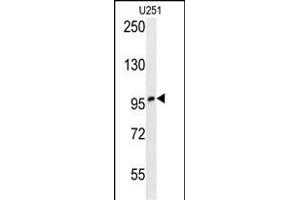 ZN Antibody (N-term) (ABIN654489 and ABIN2844223) western blot analysis in  cell line lysates (35 μg/lane). (ZNF197 抗体  (N-Term))
