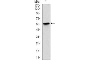 Western Blotting (WB) image for anti-BPI Fold Containing Family B, Member 1 (BPIFB1) antibody (ABIN1845781) (BPIFB1 抗体)