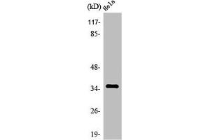 Western Blot analysis of MCF7 cells using Olfactory receptor 4C13 Polyclonal Antibody (OR4C13 抗体  (C-Term))