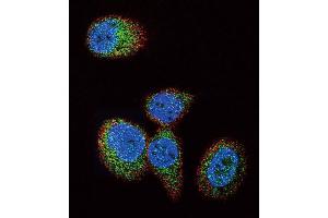 Confocal immunofluorescent analysis of HRAS Antibody (Center) (ABIN392183 and ABIN2841894) with MCF-7 cell followed by Alexa Fluor 488-conjugated goat anti-rabbit lgG (green). (HRAS 抗体  (AA 104-128))