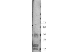 Image no. 1 for anti-Vascular Endothelial Growth Factor A (VEGFA) antibody (ABIN1104977) (VEGFA 抗体)