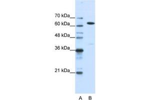 Western Blotting (WB) image for anti-Nuclear RNA Export Factor 1 (NXF1) antibody (ABIN2462207) (NXF1 抗体)