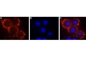 Expression of Sphingosine 1-phosphate receptor 1 in mouse 3T3 cells - Cell surface detection of Sphingosine 1-phosphate receptor 1 in mouse live 3T3 cells. (S1PR1 抗体  (Extracellular, N-Term))