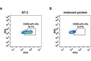 CD28 (CD28) (AA 19-152) protein (mFc-His Tag)
