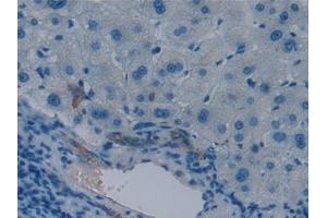 Immunohistochemistry (IHC) image for anti-Aquaporin 1 (Colton Blood Group) (AQP1) (AA 201-269) antibody (ABIN7432100)