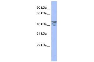 WB Suggested Anti-PRMT2 Antibody Titration:  0. (PRMT2 抗体  (Middle Region))