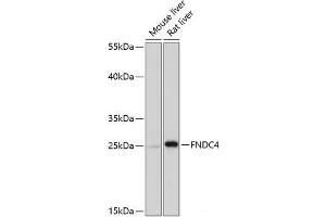 Western blot analysis of extracts of various cell lines using FNDC4 Polyclonal Antibody at dilution of 1:1000. (FNDC4 抗体)