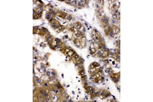 IHC analysis of ADH5 using anti-ADH5 antibody (ABIN4886429).