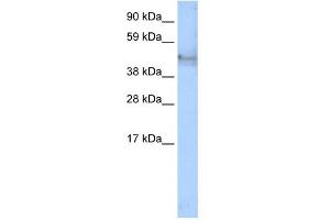 WB Suggested Anti-KRT14 Antibody Titration:  1. (KRT14 抗体  (C-Term))