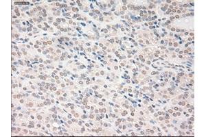 Image no. 1 for anti-Vascular Endothelial Growth Factor A (VEGFA) (AA 27-233) antibody (ABIN1491302)