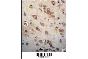 CKAP4 Antibody immunohistochemistry analysis in formalin fixed and paraffin embedded human brain tissue followed by peroxidase conjugation of the secondary antibody and DAB staining. (CKAP4 抗体  (C-Term))