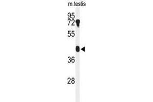Western blot analysis of B4GALT2 Antibody (C-term) in mouse testis tissue lysates (35µg/lane).
