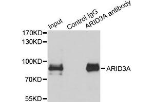 Immunoprecipitation analysis of 150ug extracts of MCF7 cells using 3ug ARID3A antibody. (ARID3A 抗体)