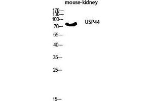 Western Blot (WB) analysis of Mouse Kidney lysis using USP44 antibody. (USP44 抗体  (Internal Region))