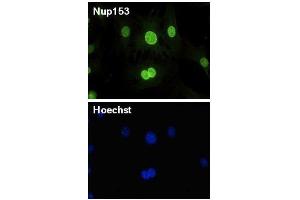 Immunofluorescence (IF) image for anti-Nucleoporin 153kDa (NUP153) (AA 610-1191) antibody (ABIN2452062) (NUP153 抗体  (AA 610-1191))