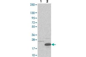 Western blot analysis of Lane 1: Negative control (vector only transfected HEK293T lysate). (CCDC56 抗体)