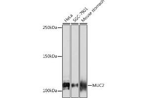 Western blot analysis of extracts of various cell lines, using MUC2 Rabbit mAb (ABIN7268689) at 1:1000 dilution. (MUC2 抗体)