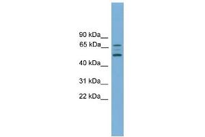 WB Suggested Anti-ACVR2B Antibody Titration:  0. (ACVR2B 抗体  (Middle Region))