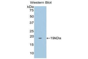 Western Blotting (WB) image for anti-Annexin A4 (ANXA4) (AA 3-156) antibody (ABIN1176331) (Annexin IV 抗体  (AA 3-156))