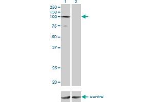 Western Blotting (WB) image for anti-General Transcription Factor IIIC, Polypeptide 3, 102kDa (GTF3C3) (AA 112-214) antibody (ABIN522785)