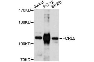 Western blot analysis of extracts of various cell lines, using FCRL5 antibody (ABIN6292859) at 1:3000 dilution. (FCRL5 抗体)