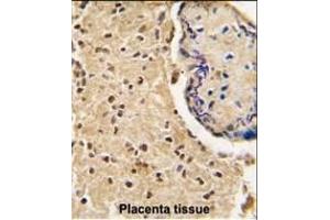 Formalin-fixed and paraffin-embedded human placenta tissue reacted with HtrA3 antibody (N-term), which was peroxidase-conjugated to the secondary antibody, followed by DAB staining. (HTRA3 抗体  (N-Term))