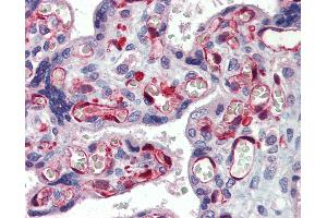Anti-NOP56 / NOL5A antibody IHC of human placenta. (NOP56 抗体  (AA 193-242))