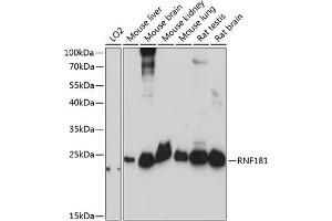 Western blot analysis of extracts of various cell lines, using RNF181 antibody (ABIN7270067) at 1:3000 dilution. (RNF181 抗体  (AA 1-153))